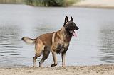 MALINOIS 457